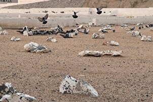 تقرير مصور | مقبرة "أبي طالب(ع) في مكة المكرمة