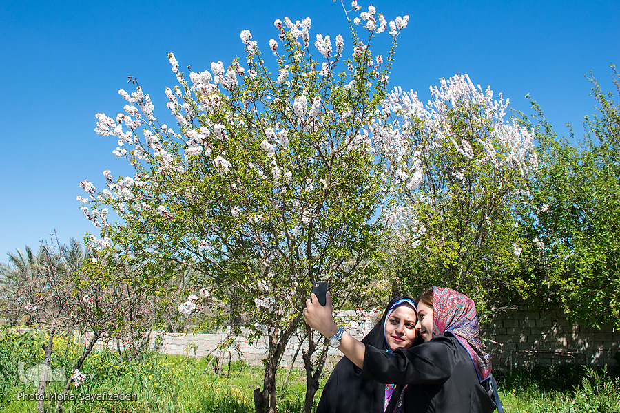 شکوفه‌های زردآلو در روستای منصوریه بهبهان