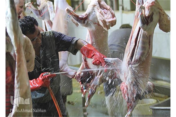 نظارت 108 اکیپ دامپزشکی خوزستان بر ذبح دام در روز عید قربان نظارت 108 اکیپ دامپزشکی خوزستان بر ذبح دام در روز عید قربان