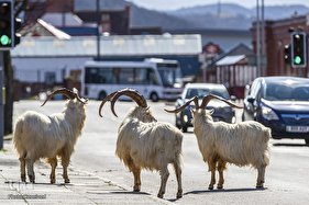 حضور حیوانات در شهرها