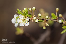 شکوفه‌های بهاری در زنجان