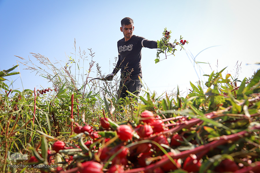 برداشت چای ترش 