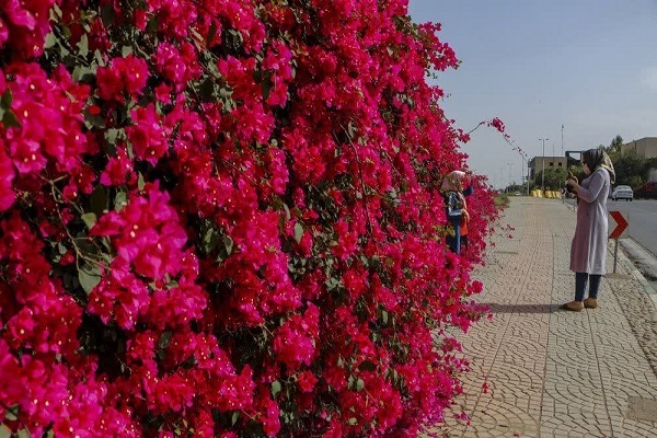 گل های کاغذی گل های کاغذی