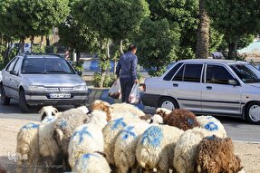 افزایش ۱۰۰ درصدی مشارکت خیران خوزستانی در نذر قربانی 
 