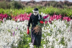 بهار در حمیدیه 