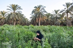 برداشت انگور از روستای غزاویه 