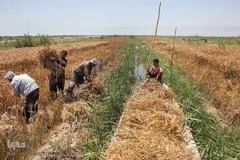 برداشت گندم از روستاهای زیر آب شادگان 