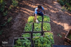 برداشت انگور در شهرستان کارون 