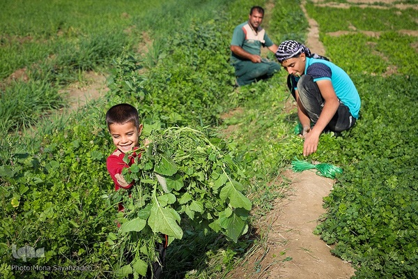 روستای شعیبیه محل کاشت گل‌هایی مانند آفتابگردان، شب بو، همیشه بهار و نرگس و همچین سبزیجات در استان خوزستان است.