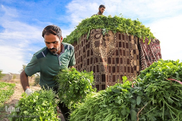 روستای شعیبیه محل کاشت گل‌هایی مانند آفتابگردان، شب بو، همیشه بهار و نرگس و همچین سبزیجات در استان خوزستان است.