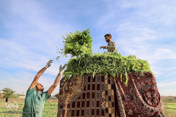 روستای شعیبیه محل کاشت گل‌هایی مانند آفتابگردان، شب بو، همیشه بهار و نرگس و همچین سبزیجات در استان خوزستان است.