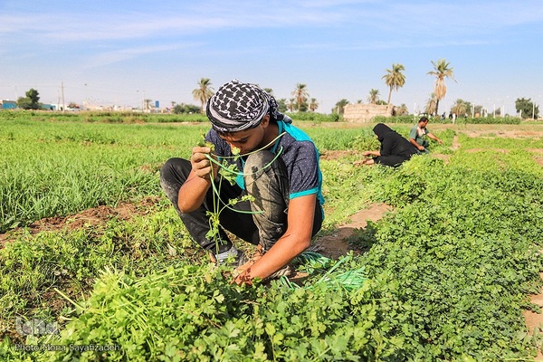 روستای شعیبیه که محل کاشت گل‌هایی مانند آفتابگردان، شب بو، همیشه بهار و نرگس و همچین سبزیجات در استان خوزستان است.