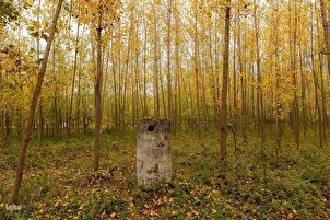 Larawan-Video
Kalikasang Taglagas sa mga Kagubatan ng Hilagang Iran