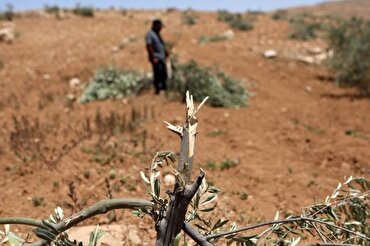 İşgalci İsrail ordusu, Batı Şeria'nın kuzeyinde 135 zeytin ağacını söktü