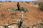 İşgalci İsrail ordusu, Batı Şeria&#039;nın kuzeyinde 135 zeytin ağacını söktü